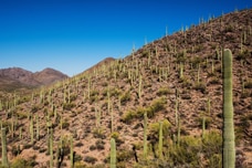 Hill with saguaro cactus in Tucson