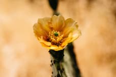 Prickly pear flower in Tucson