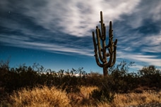 A large saguaro cactus against a cloudy sky in Tucson