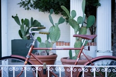 Bike parked at a Tucson home in front of cactus